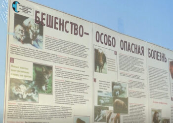 Еще один случай бешенства