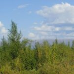 Богатства Севера