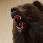 Территория медвежья