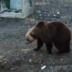 Правила дикой природы
