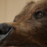 Медведь и человек: пересмотр правил